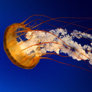 Meet your Posher, Antonia